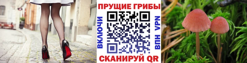 магазин  наркотиков  Махачкала  Галлюциногенные грибы Cubensis 